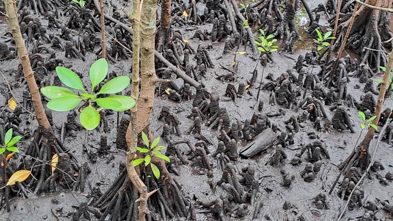 Šuma mangrova, Zanzibar